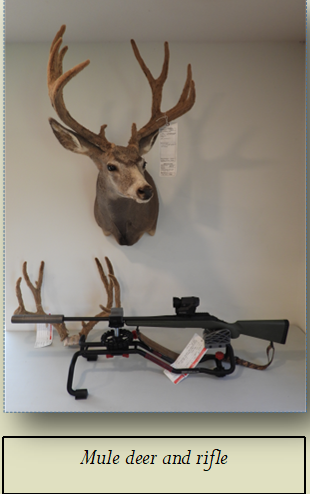 Mule deer and rifle