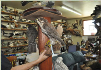 Taxidermy bird mounts
