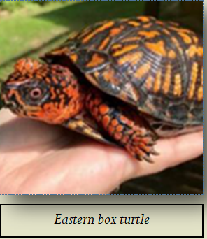 Eastern box turtle