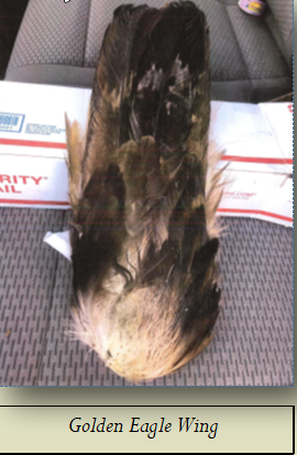 Golden Eagle Wing