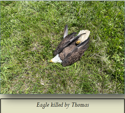 Eagle killed by Thomas
