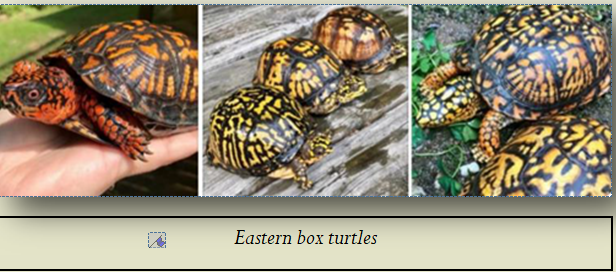 Eastern box turtles
