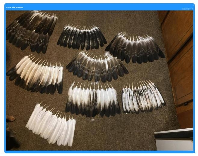 Photo of nine sets of eagle feathers, with one set on top of another.