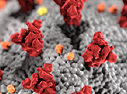 Image credit: Alissa Eckert, MS; Dan Higgins, MAMS Image credit: Alissa Eckert, MS; Dan Higgins, MAMS
