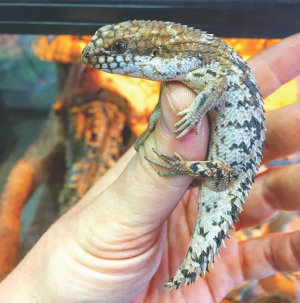 Photo of spiny-tailed skink