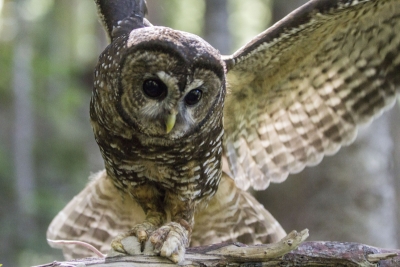 Northern Spotted Owl Courtesy NPS