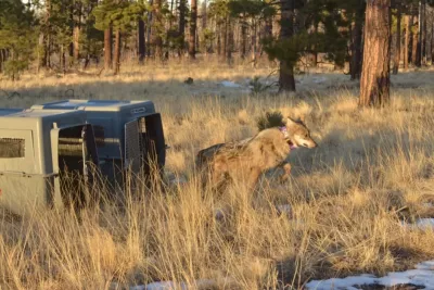Recovery Wolf Release Courtesy U.S. Fish and Wildlife Service
