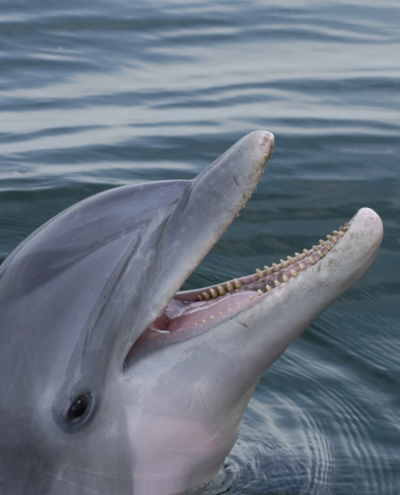 dolphin