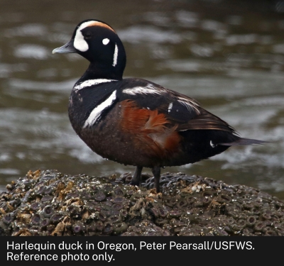 Harlequin duck