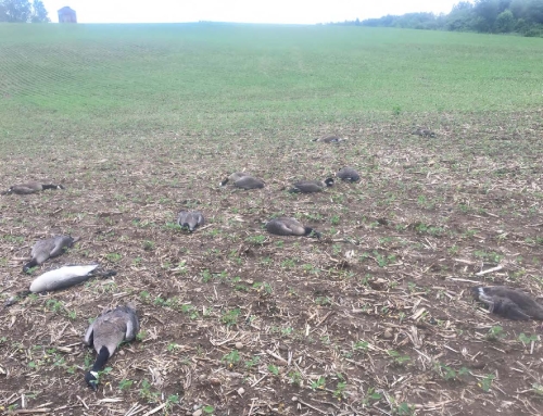 Multiple dead birds on the ground