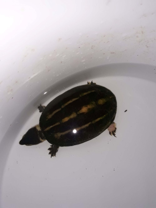 turtle