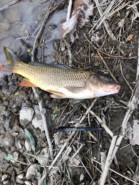 Dead fish on riverbank