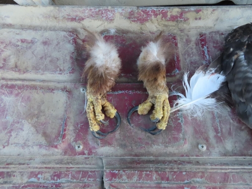 Photo of a set of eagle claws