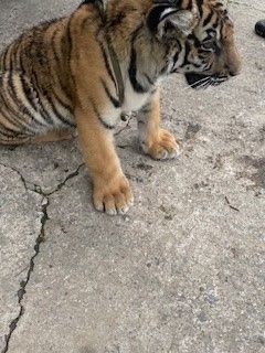 Tiger cub illegally purchased by defendant