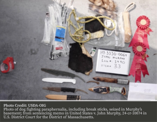 Photo of dog fighting paraphenalia, including break sticks, seized in Murphy's basement; from sentencing memo in U.S. v. John Murphy, 24-cr-10074 in the U.S. District Court for the District o fMassachusetts 