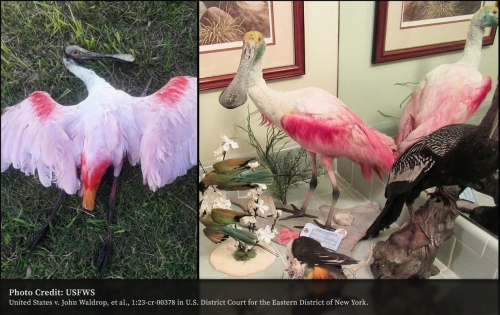 Photos of Roseate Spoonbill Photos of Roseate Spoonbill