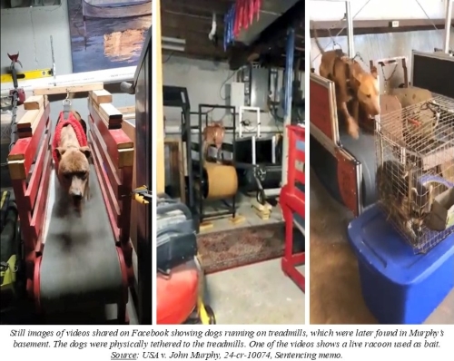Still images of videos shared on Facebook showing dogs running on treadmills, which were later found in Murphy’s basement. The dogs were physically tethered to the treadmills. One of the videos shows a live racoon used as bait. Source: USA v. John Murphy, 24-cr-10074, Sentencing memo.