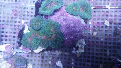 Ricordea polyps 