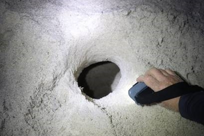 Sea Turtle nest chamber which eggs were removed from.