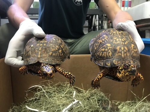 Turtles 01