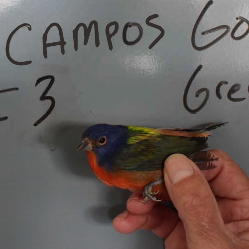 Painted bunting, Exhibit 36, case 8:22-cr-00287. Picture of a painted bunting, presented at trial