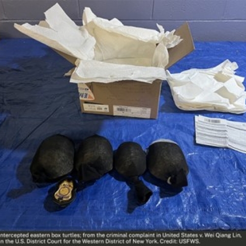 box turtles 