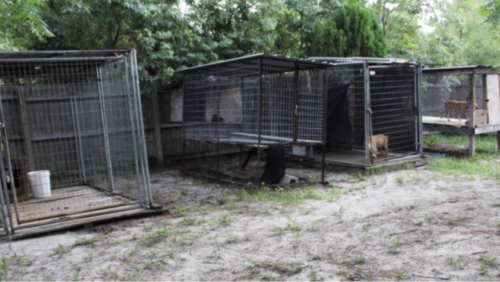 Photo of dogs at Carrillo’s home