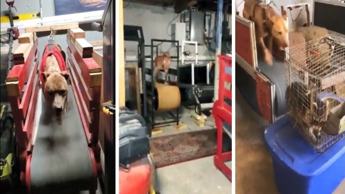 Still images of videos shared on Facebook showing dogs running on treadmills, which were later found in Murphy’s basement. The dogs were physically tethered to the treadmills. One of the videos shows a live racoon used as bait.  Source: USA v. John Murphy, 24-cr-10074, Sentencing memo.