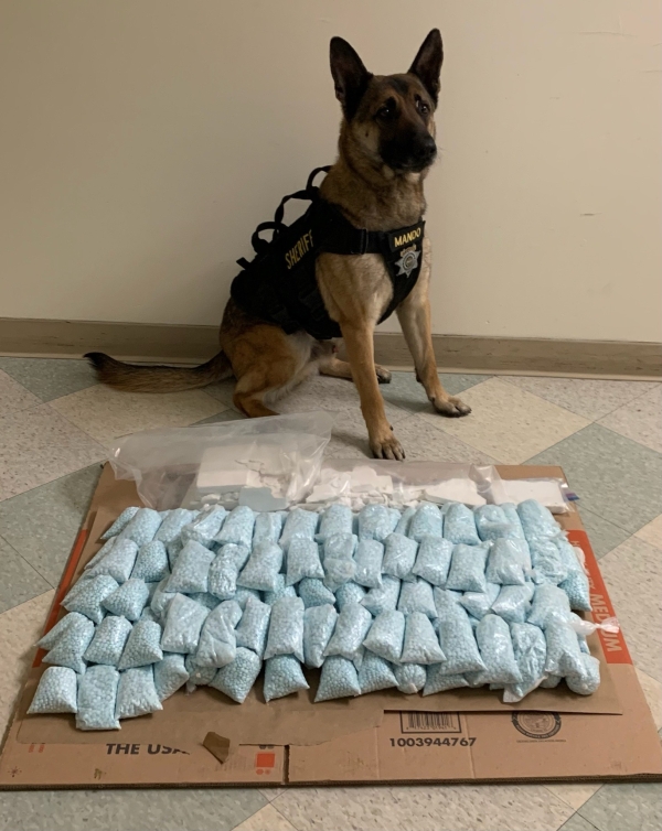 Canine with large piles of pills and powdered narcotics