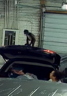 Case photo of spider monkey smuggled by defendants