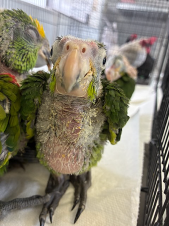 red-lored parakeet