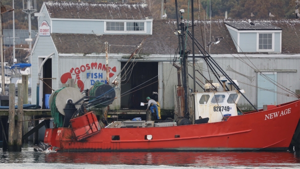 A man climbs from a boat onto a dock as part of a fishing unloading process.
