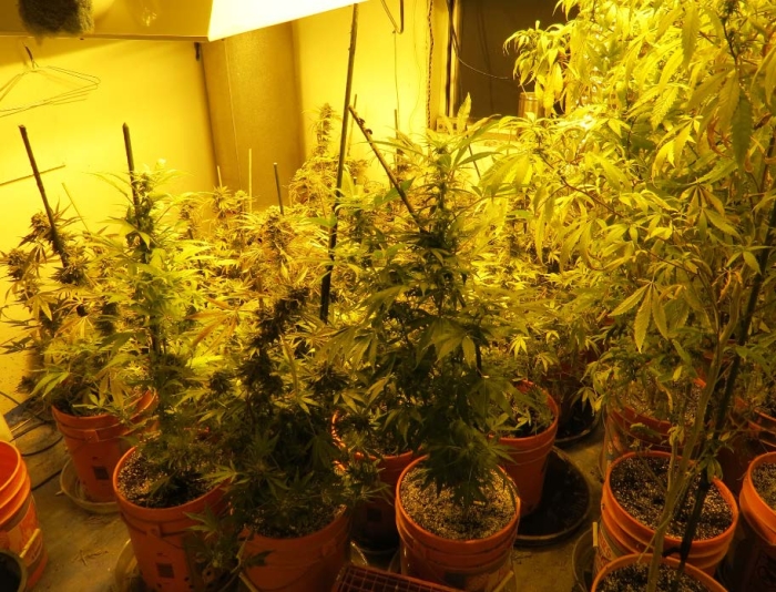 Marijuana Plants