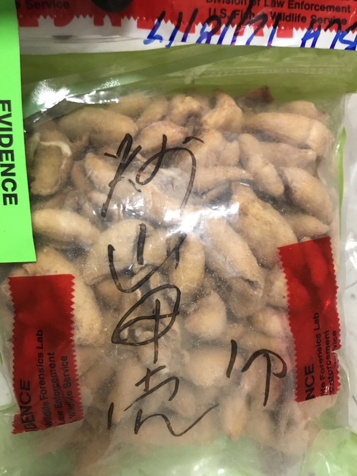 Confiscated fried pangolin scales