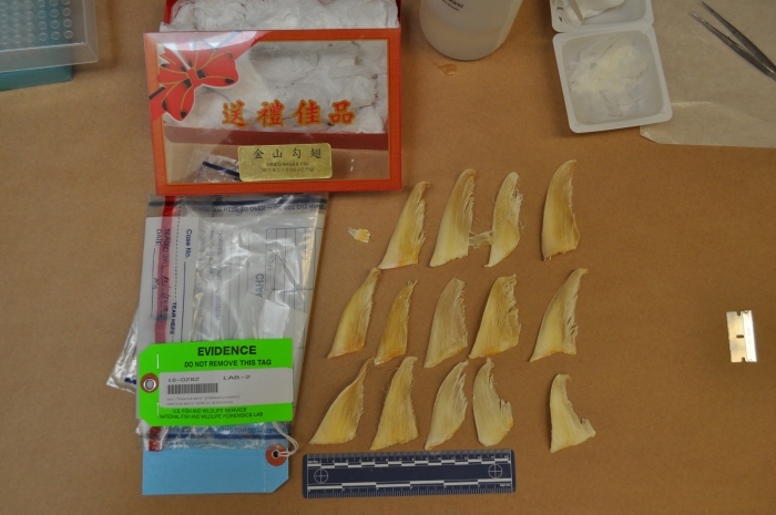 Confiscated dried shark fins