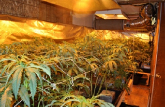 Illegal marijuana grow