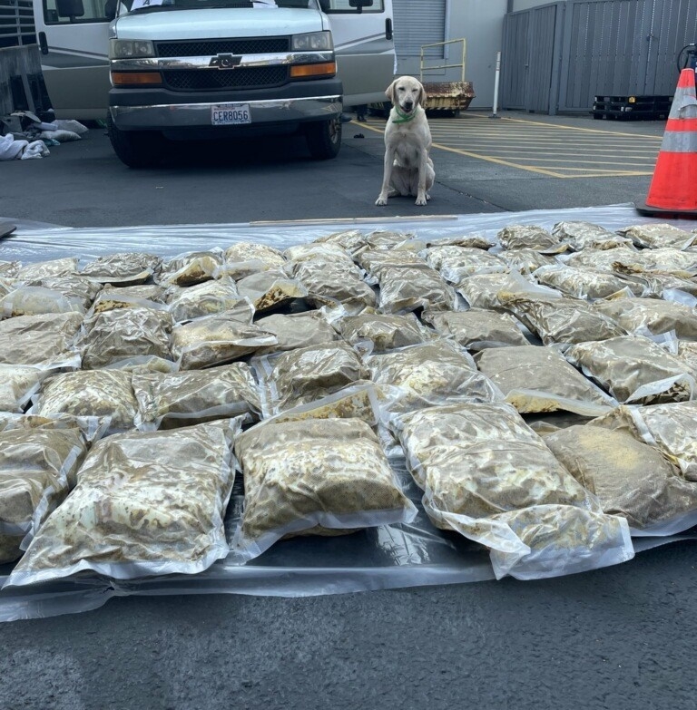 Drug dog with packets of meth