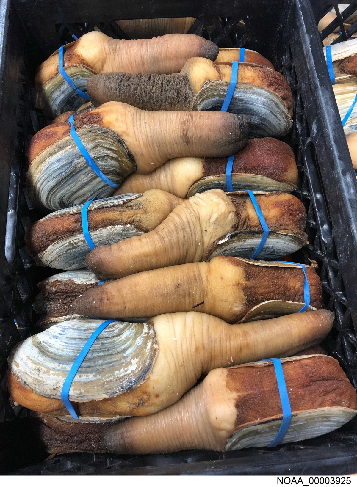 geoduck geoduck