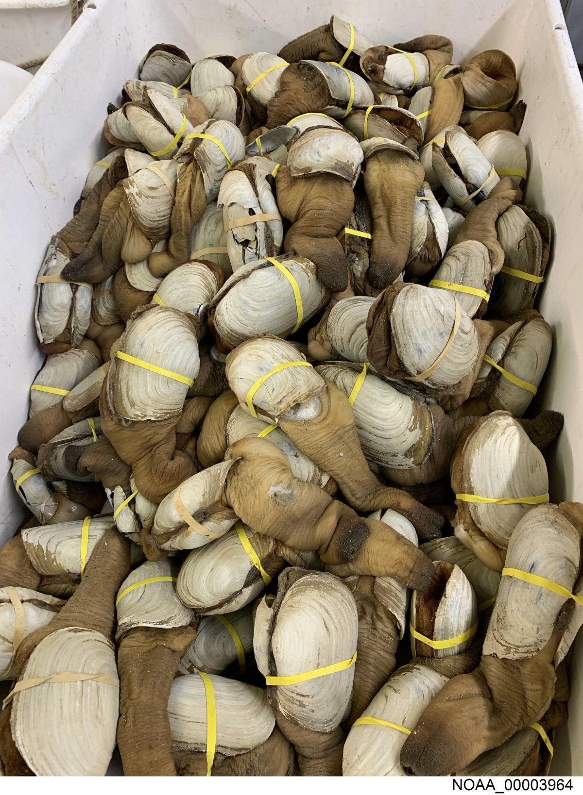 crate of geoduck