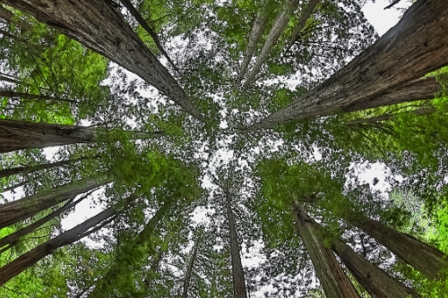 Card Muirwoods, Photo by Richard Udell, ENRD