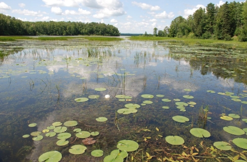 Lily Pond Pokegama Bay, Courtesy NOAA