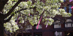 Pink and Purple ribbons tied around trees at the Federal Courthouse 