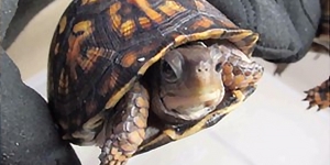 Eastern Box Turtle