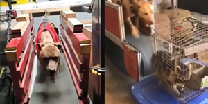 Photo Credit: USDA-OIG. Photos of dogs running on treadmills found in Murphy's basement; from sentencing memo in U.S. v. John Murphy, 24-cr-10074 in U.S. District Court for the District of Massachusetts