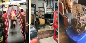 Still images of videos shared on Facebook showing dogs running on treadmills, which were later found in Murphy’s basement. The dogs were physically tethered to the treadmills. One of the videos shows a live racoon used as bait.  Source: USA v. John Murphy, 24-cr-10074, Sentencing memo.