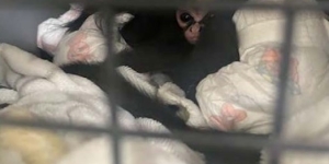 monkeys seized by CBP agents
