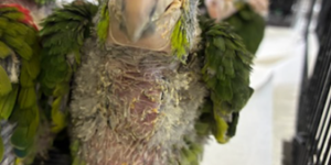red-lored parakeet
