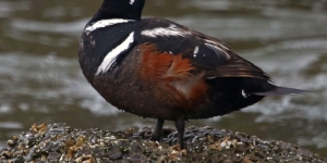 Harlequin duck
