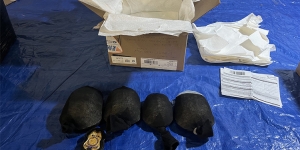 U.S. v. Lin - Turtles Illegally Shipped, and Empty Shipping Box
