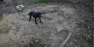 A dog tethered by a chain and surrounded by dirt stares into the camera